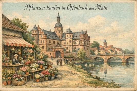 Blumenläden in Offenbach am Main: Sträuße, Pflanzen & Beratung