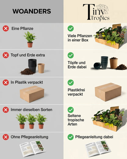 Tiny Tropics Box 10er + Töpfe