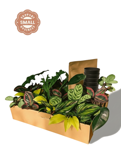 Tiny Tropics Überraschungsbox