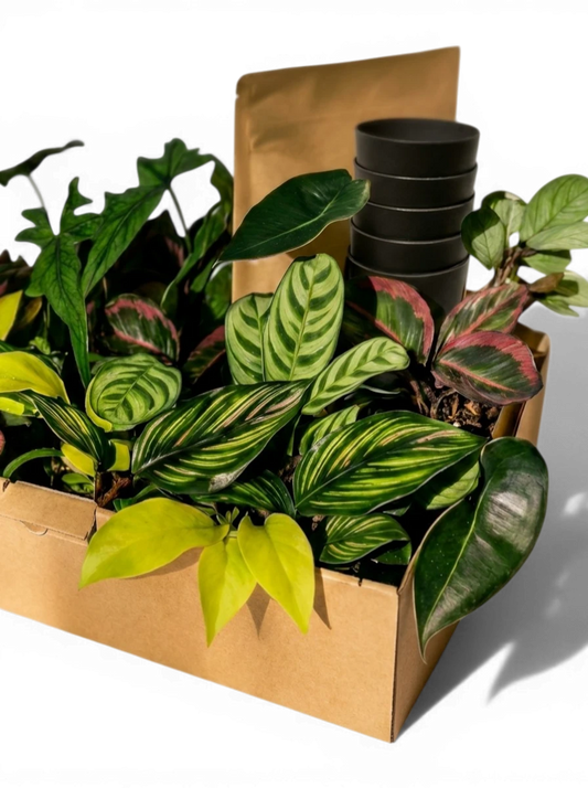 Tiny Tropics Box